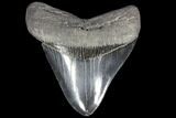 Serrated, Fossil Megalodon Tooth - Very Wide #86687-1